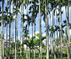 瓊湘兩省將共同開展檳榔產(chǎn)業(yè)科技聯(lián)合攻關(guān)